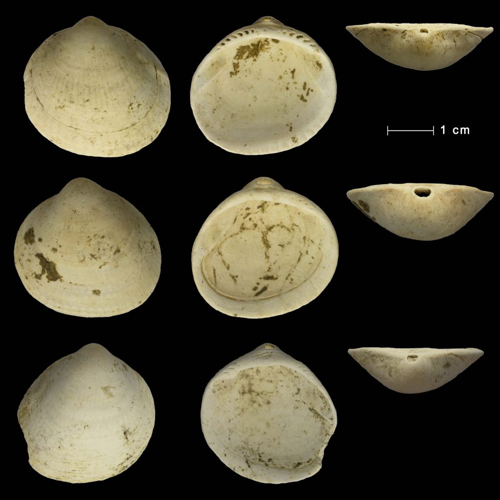 Determinazione Glycymeris
